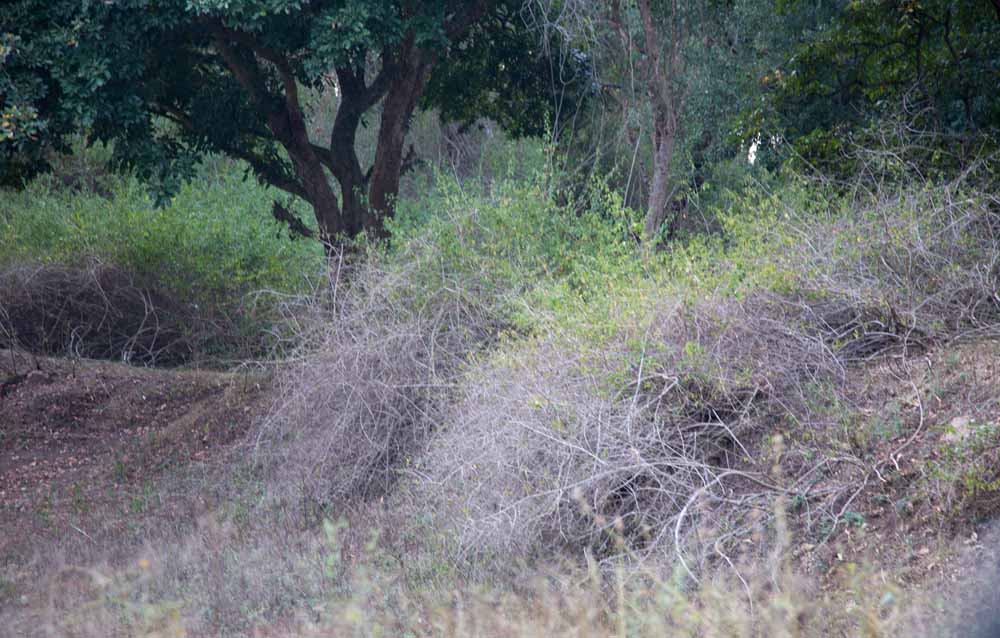 Lantana hedge-4.jpg