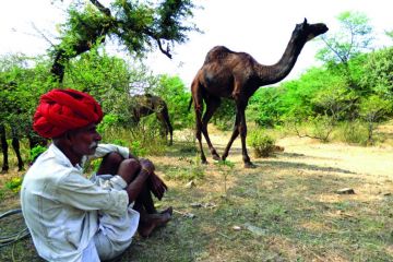 The shifting sands of camel herders