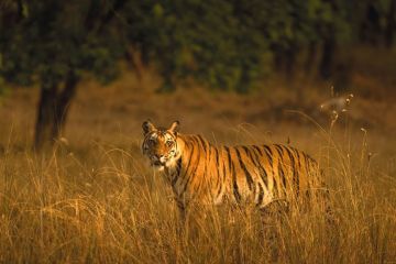 The wild heart of India
