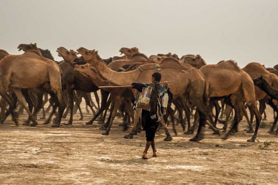 The camel herders of Kutch 0