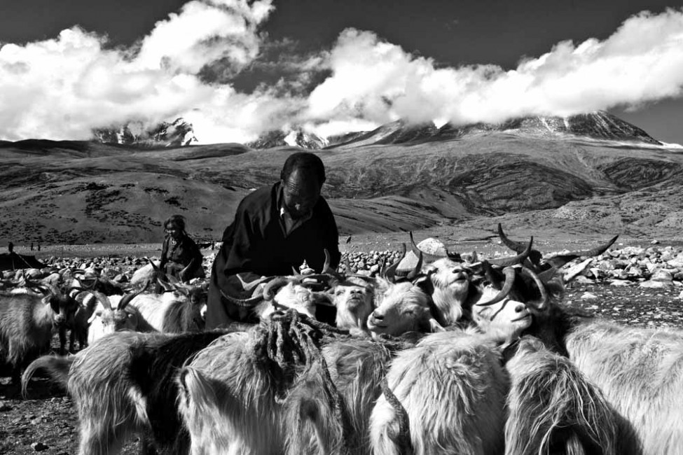 The shepherds of Changthang 1