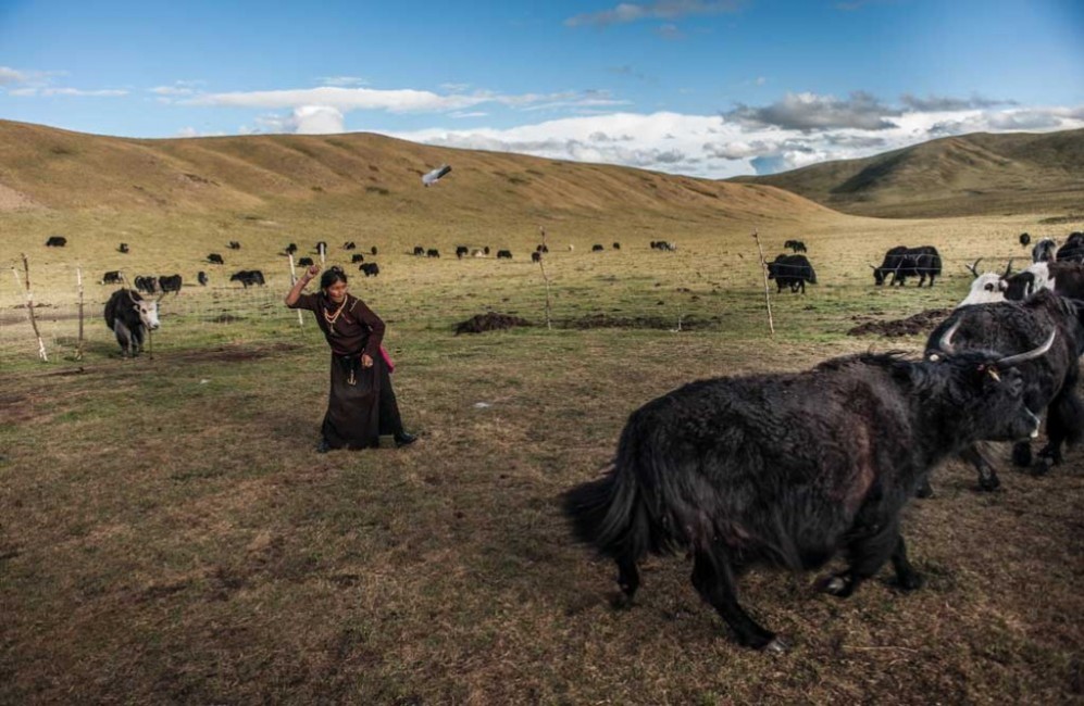 Of yaks and men 8